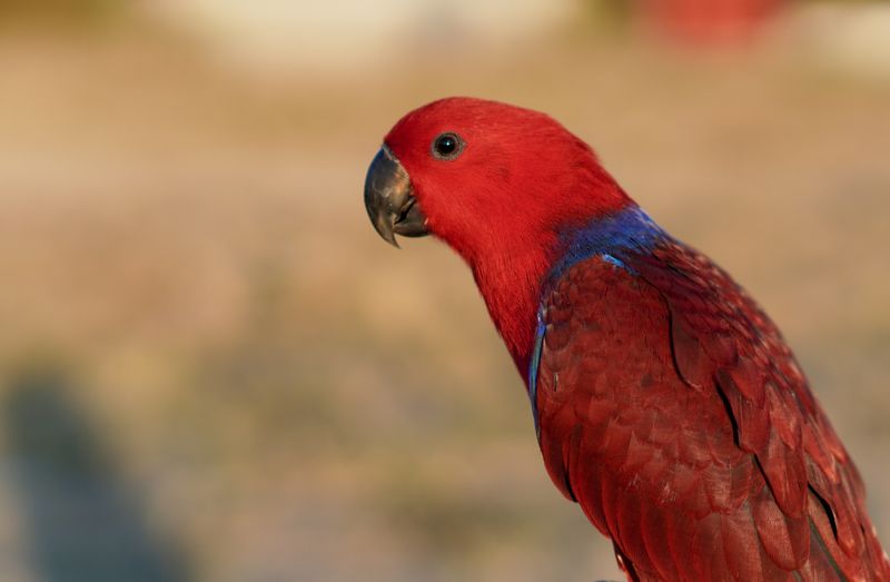 Experiencia VIP con aves exóticas en Loro Parque