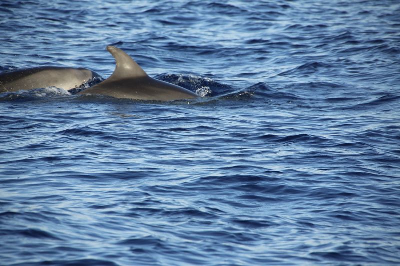 Experiencia VIP con delfines Loro Parque