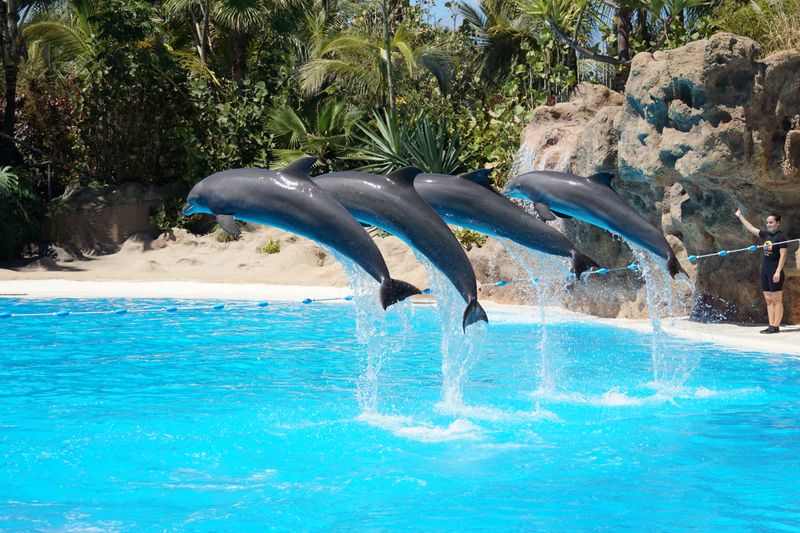 Espectáculos animales delfines orcas Loro Parque