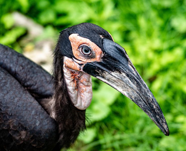 Fotografía profesional animales exóticos Loro Parque